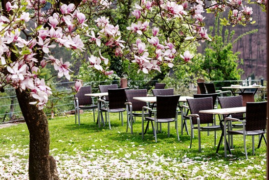 A country cafe under flowering magnolia tree by Moskwa