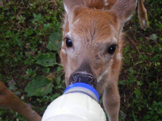 fawn feeding at Northwoods Wildlife Center